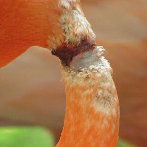 Zombie Flamingo Wound Closeup