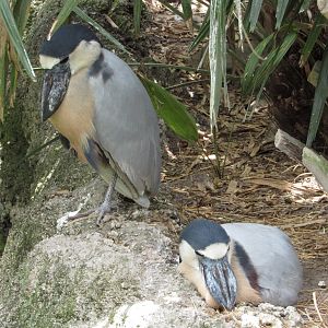 Nesting Boat Billed Herons