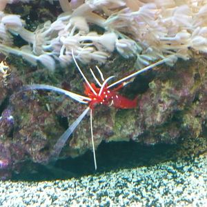 Fire shrimp (Lysmata debelius)