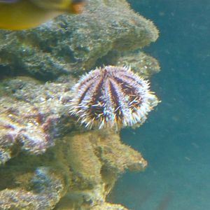 Sea urchin