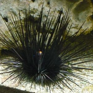 Sea urchin