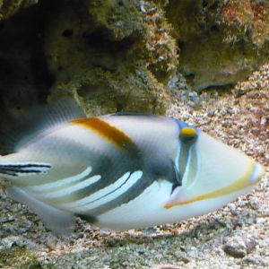 Picasso triggerfish (Rhinecanthus aculeatus)