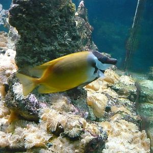 Foxface rabbitfish (Siganus vulpinus)