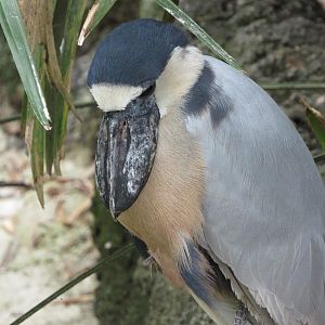 Boat Billed Heron