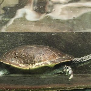 Roti Island snake-necked turtle