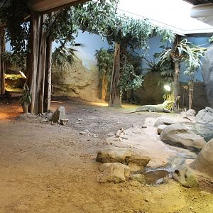 View in Komodo dragon-enclosure