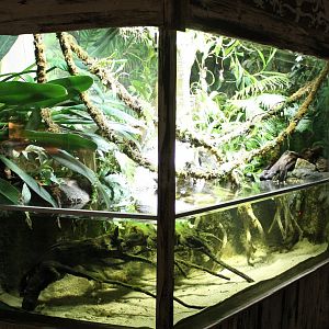 Archer fish-aquarium