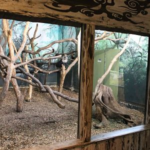 Indoor-enclosure Lion-tailed macaque