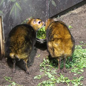 Philippine mouse deers