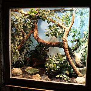 Enclosure Rhinoceros snake