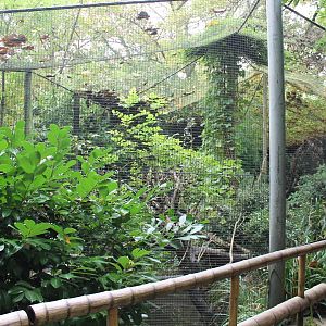 Enclosure Fishing cat
