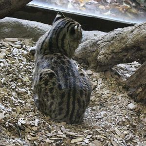 Fishing cat