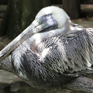 Sleeping Brown Pelican