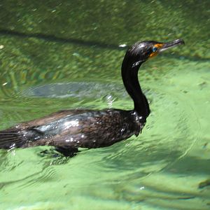 Double Crested Cormorant