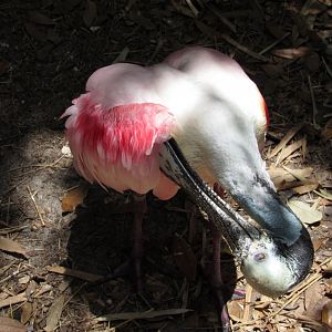 Preening Roseate Spoonbill