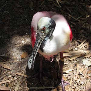 Roseate Spoonbill