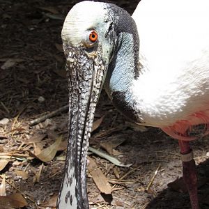 Roseate Spoonbill Closeup