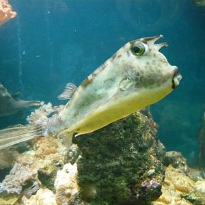 Longhorn cowfish (Lactoria cornuta)
