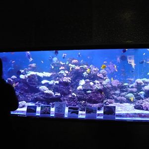 Reef tank