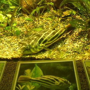 Fahaka pufferfish (Tetraodon lineatus)