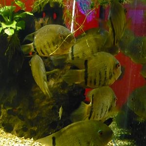 Banded cichlids (Heros severus)