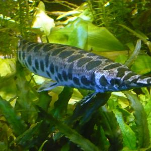 Spotted gar (Lepisosteus oculatus)
