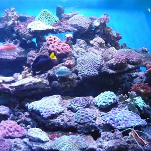 Reef tank
