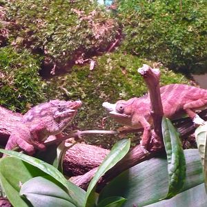 Lesser chameleon (Furcifer minor)