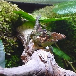 Fischer's chameleon (Kinyongia fischeri)