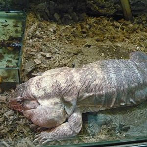 Argentine red tegu (Salvator rufescens)