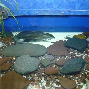 Chinese softshell turtle (Pelodiscus sinensis) exhibit