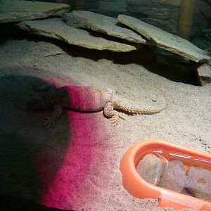 Ornate mastigure (Uromastyx ornata)