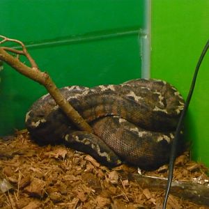 Amazon tree boa (Corallus hortulanus)