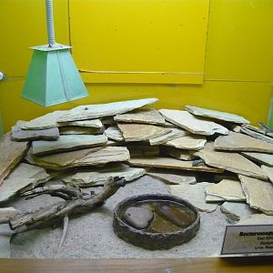 East African spiny-tailed lizard (Cordylus tropidosternum) exhibit