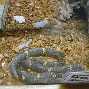Russian ratsnake (Elaphe schrenckii)