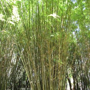 Seabreeze Bamboo