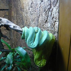 Green tree pythons (Morelia viridis)