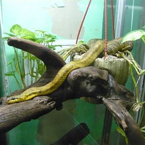 Korean ratsnake (Elaphe anomala)