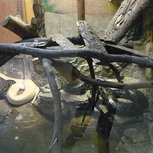 Burmese python (Python bivittatus) exhibit