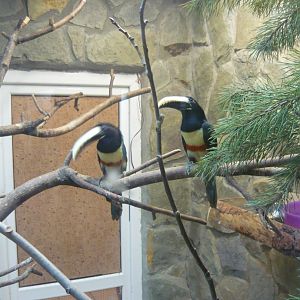 Black-necked aracari
