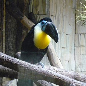Channel-billed toucan