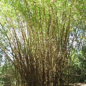 Kimmei Buddha Belly Bamboo