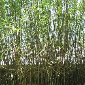 Buddha's Belly Bamboo