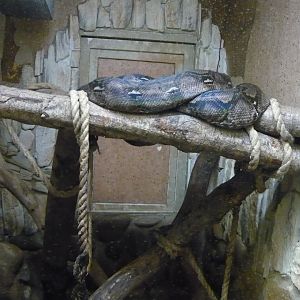 Reticulated python (Malayopython reticulatus)