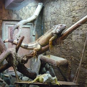 Green iguanas (Iguana iguana)