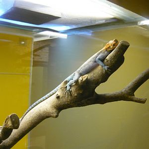 Rainbow agama (Agama agama)