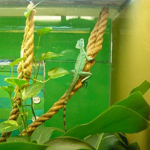 Plumed basilisk (Basiliscus plumifrons)