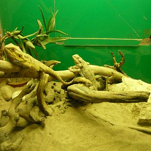Bearded dragons (Pogona vitticeps)