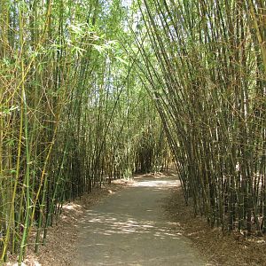 Bamboo Trail