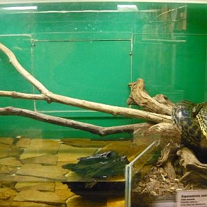 Yellow anaconda (Eunectes notaeus) exhibit